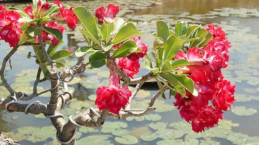 池塘附近盛开的盆景树在阳光明媚的日子里在泰国东方传统中视频的预览图