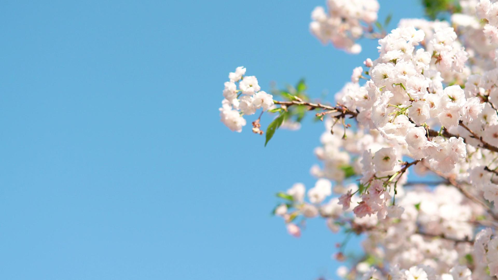 蓝天下纯白日本樱花视频的预览图