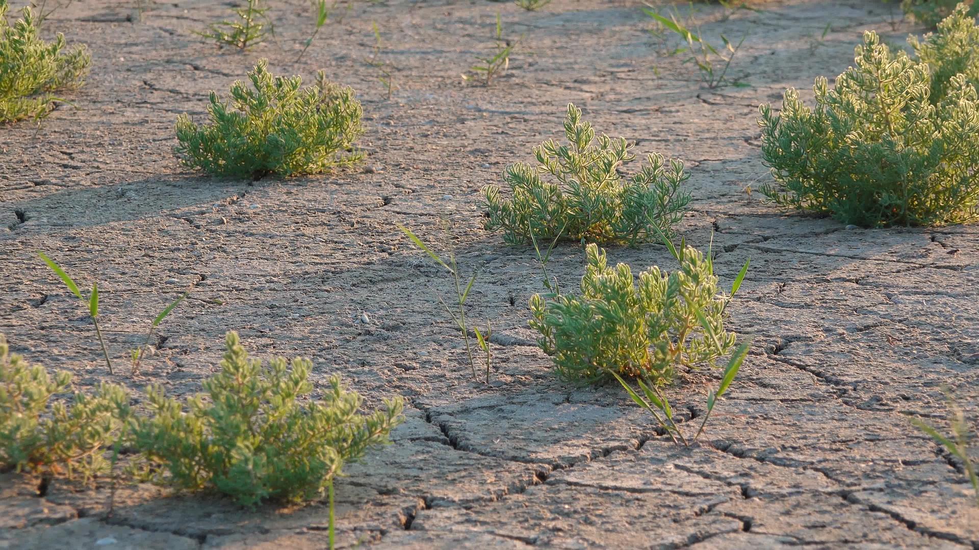 图兹洛夫斯基河口盐角草干盐口湖底裂土上的耐盐植物视频的预览图