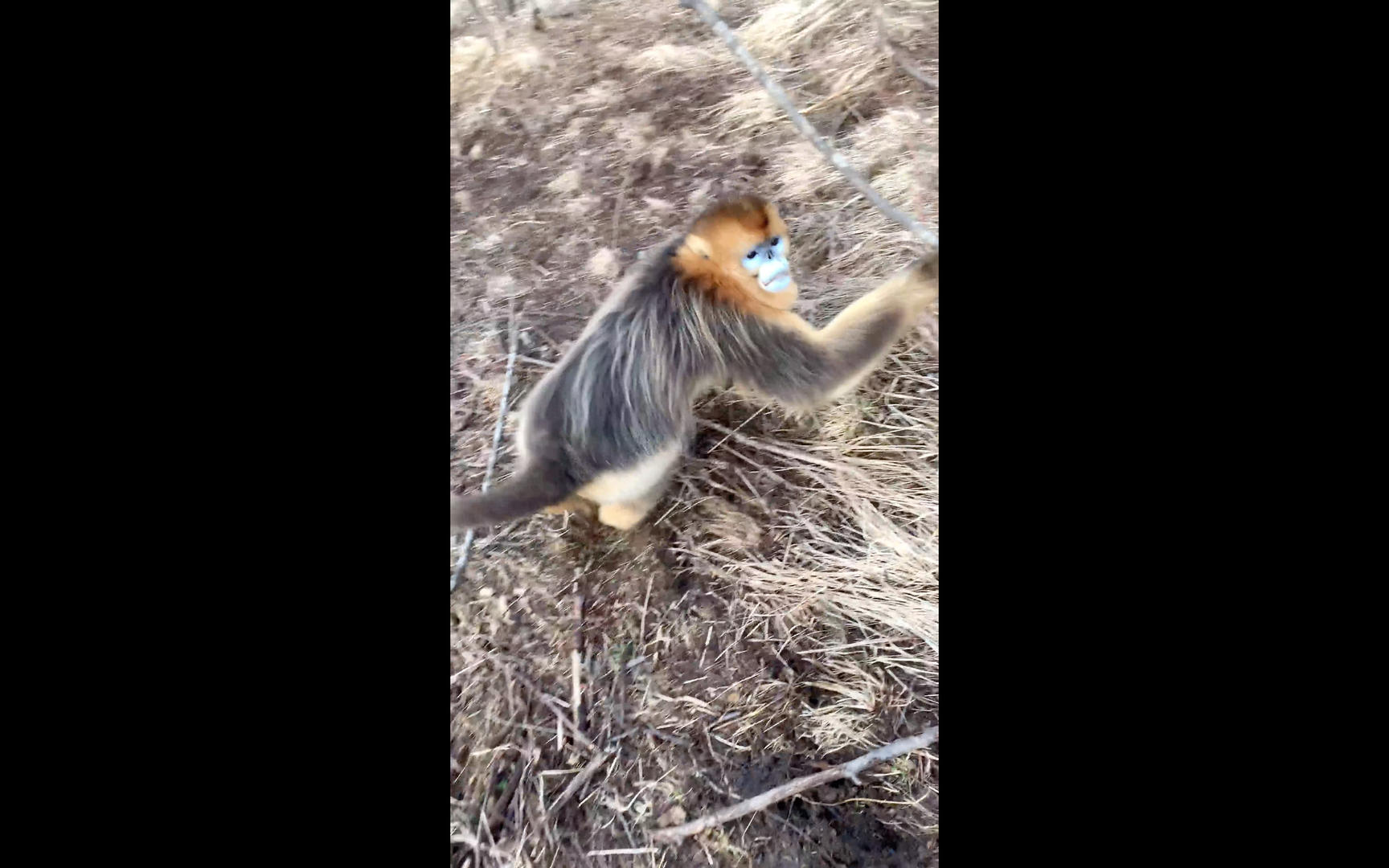 峨眉山金丝猴视频的预览图