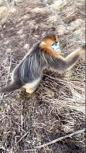 峨眉山金丝猴视频的预览图
