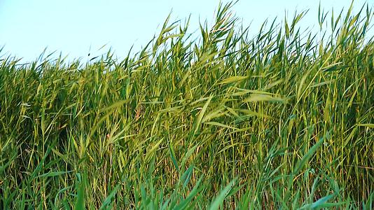厚厚的绿草在风中摇动图兹洛夫斯基河口黑海视频的预览图