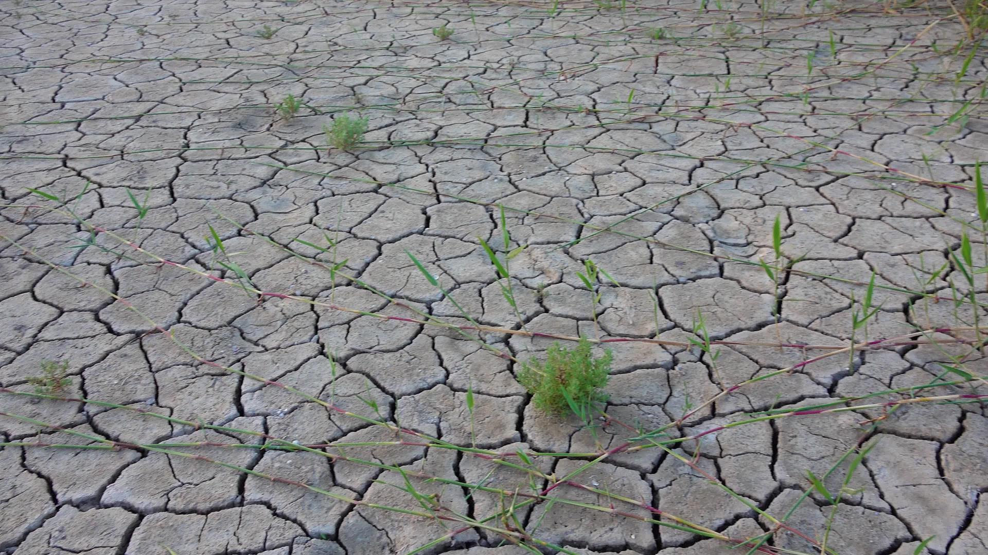 图兹洛夫斯基河口盐角草干盐口湖底裂土上的耐盐植物视频的预览图