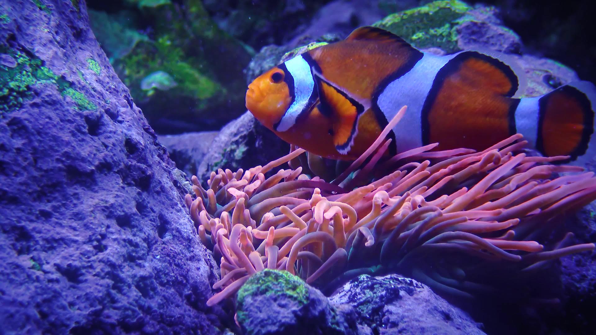鱼类冒险水族馆新球衣和新环球服视频的预览图