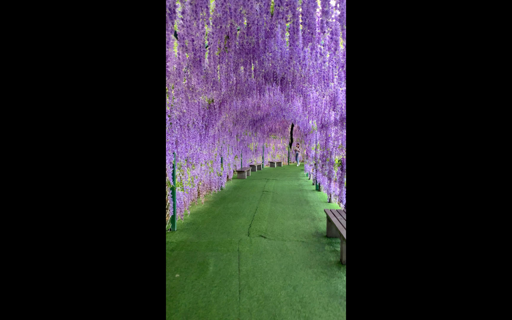 紫藤花竖屏4K视频视频的预览图