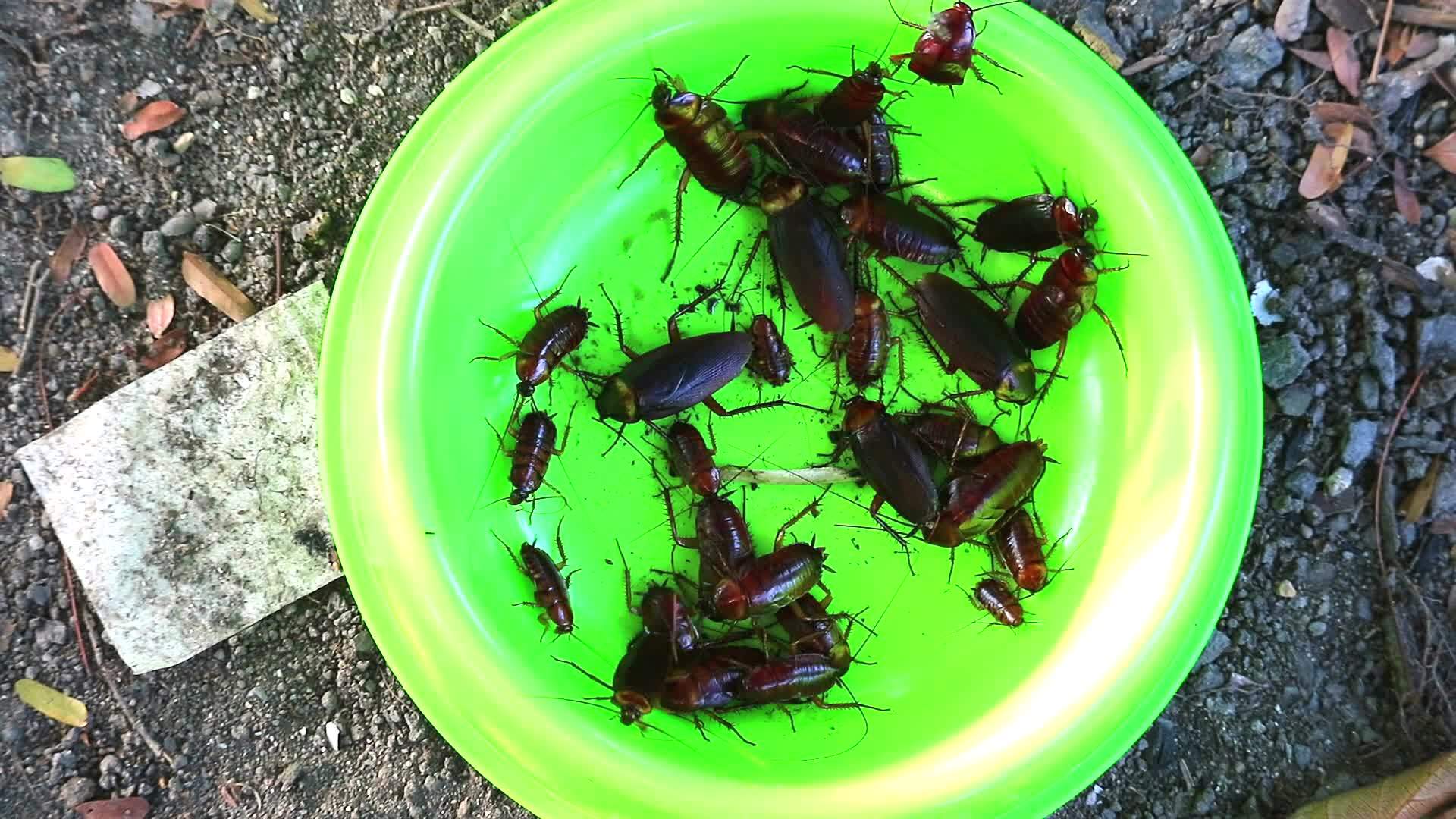 蟑螂在绿色塑料板里吃其他动物的剩菜吃其他动物的剩菜视频的预览图