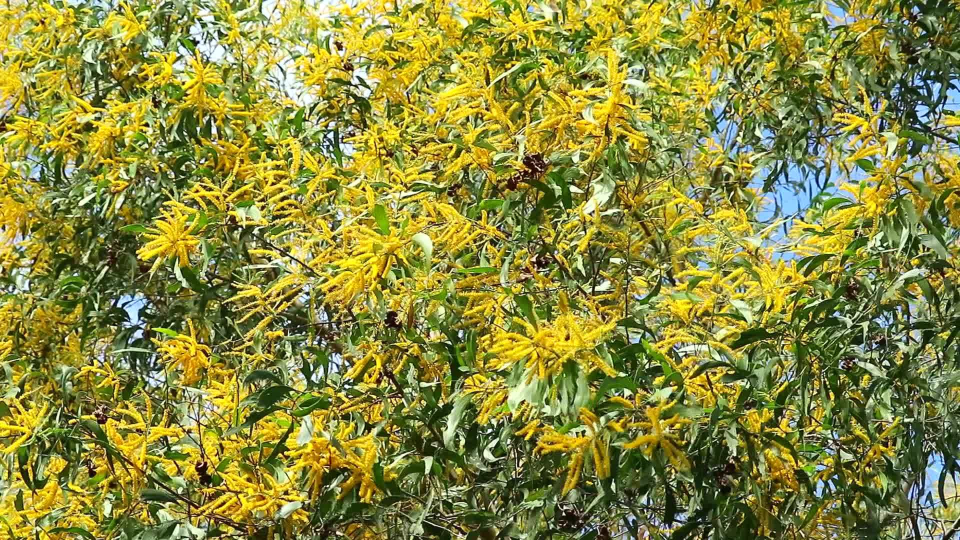 黄色的花朵在树木和绿叶的背景下盛开视频的预览图