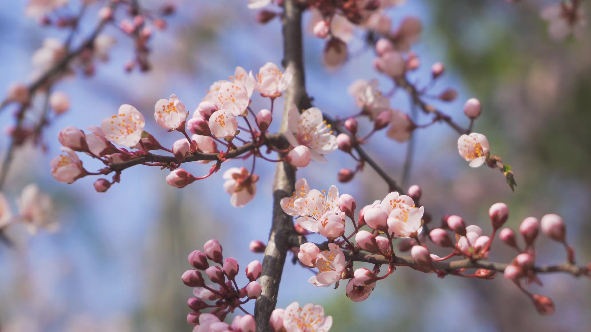 4K实拍春天美丽的花朵杏花盛开春意盎然视频的预览图