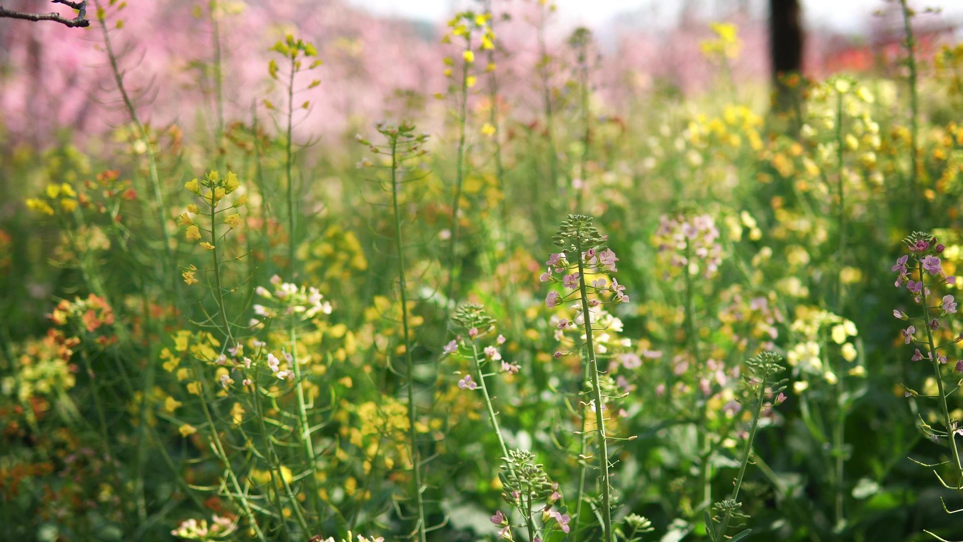 春天盛开的七彩油菜花视频的预览图