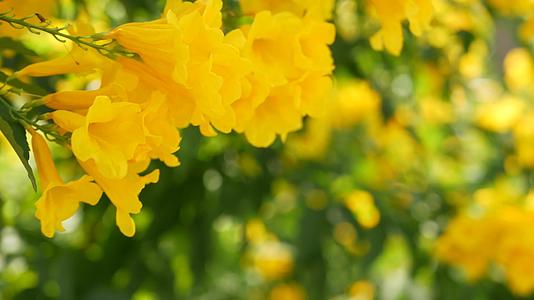 美丽的黄色花朵在灌木的树枝上形成一束自然的花朵背景是春天视频的预览图