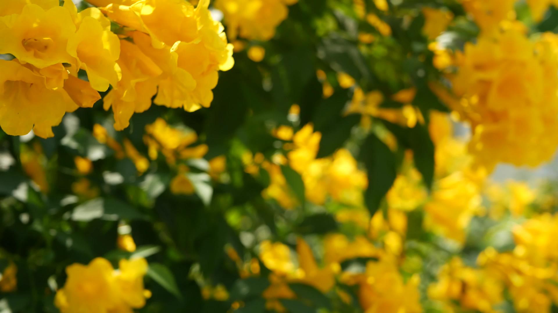 美丽的黄色花朵在灌木的树枝上形成一束自然的花朵背景是春天视频的预览图