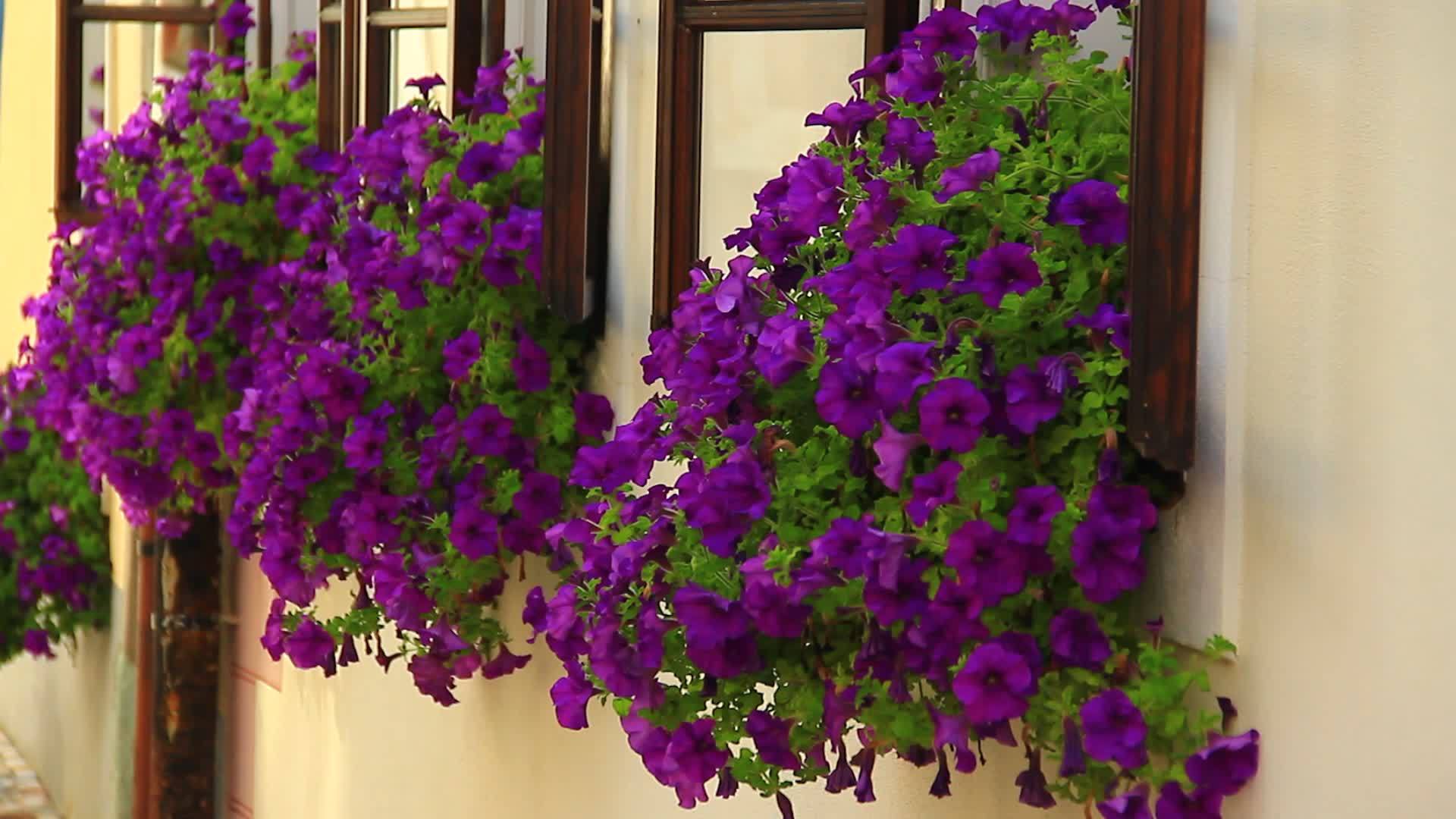花盆里的花在玻璃架上视频的预览图
