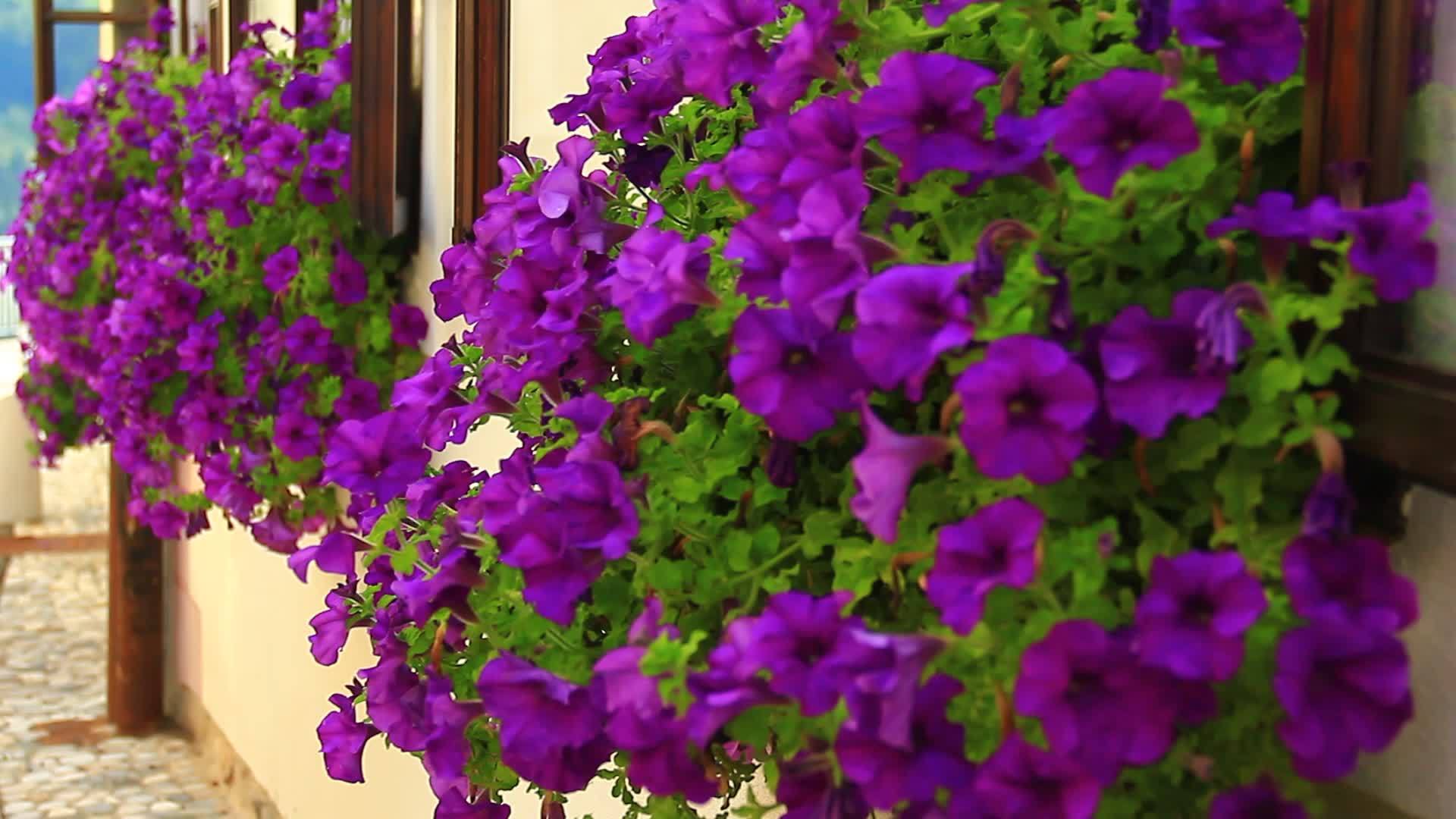花盆里的花在玻璃架上视频的预览图