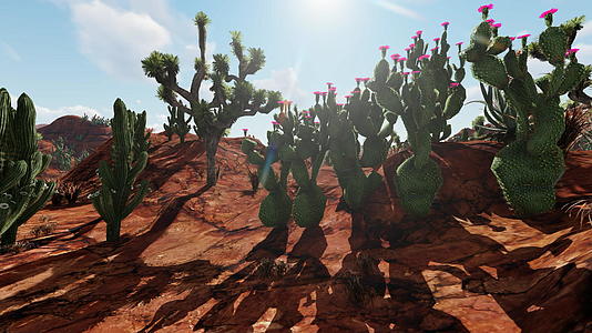 在干燥的沙漠中有仙人掌和粉红花视频的预览图