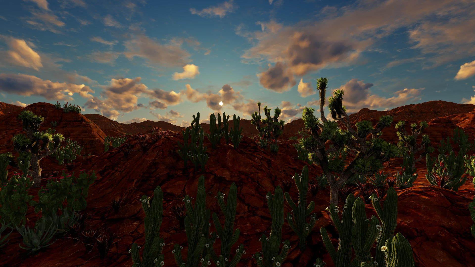 日落时在干燥的土地上种植各种仙人掌视频的预览图