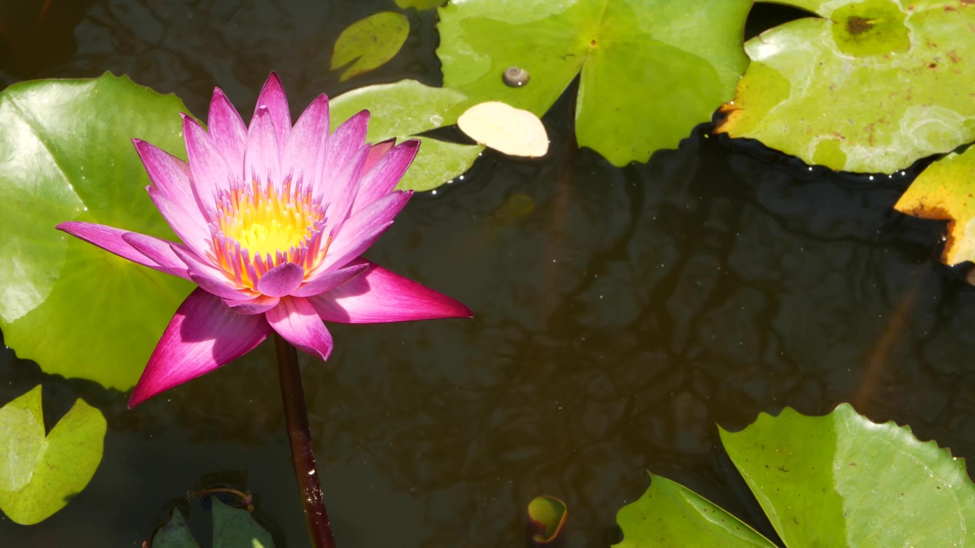 漂浮在池塘里的睡莲从上面的绿叶和漂浮在平静的水中视频的预览图