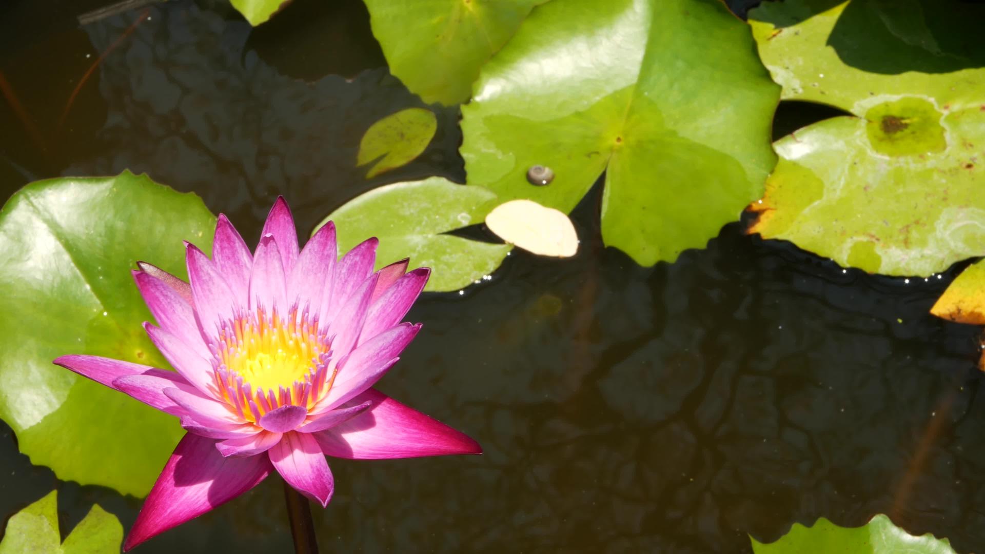 漂浮在池塘里的睡莲从上面的绿叶和漂浮在平静的水中视频的预览图