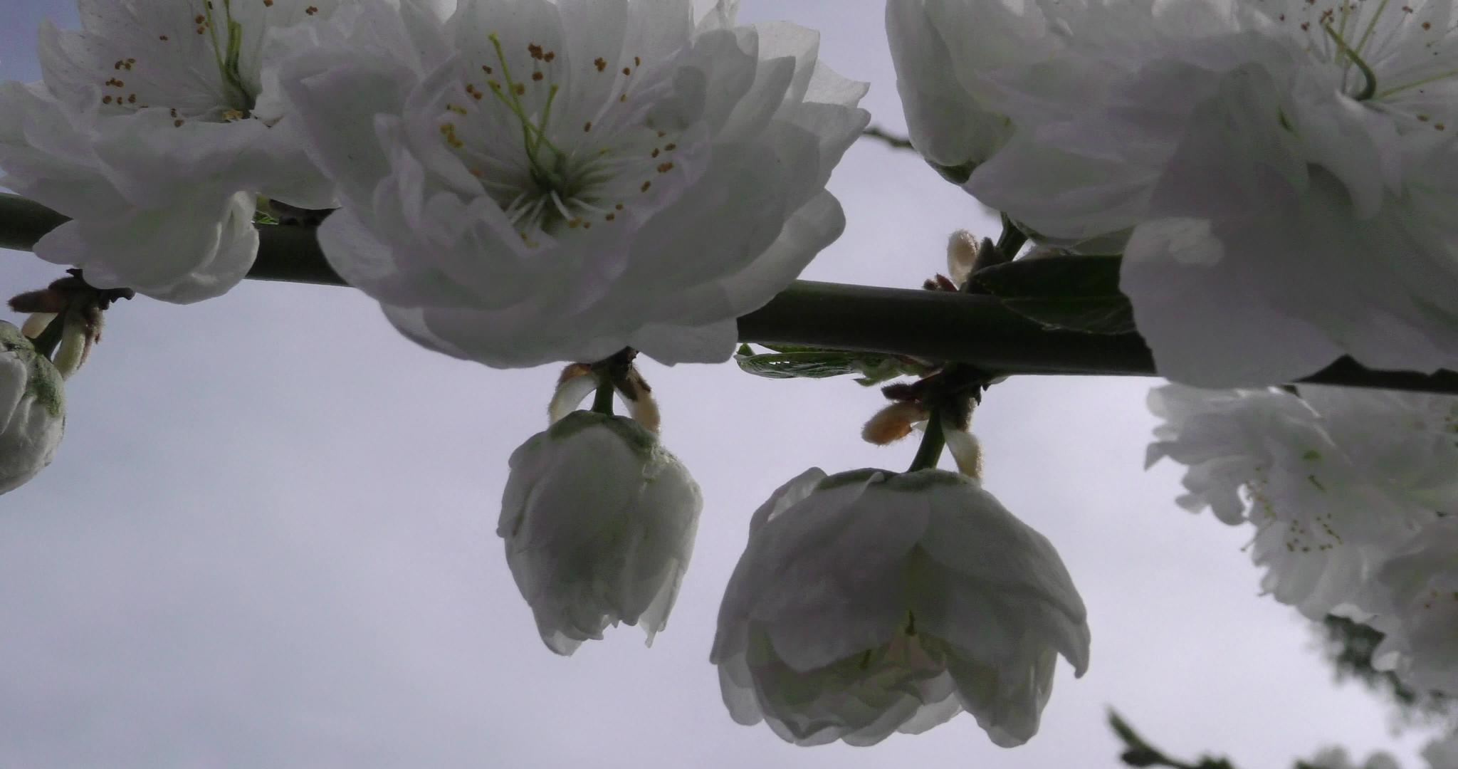 Prunuspersica春花在树枝上特写4K视频的预览图