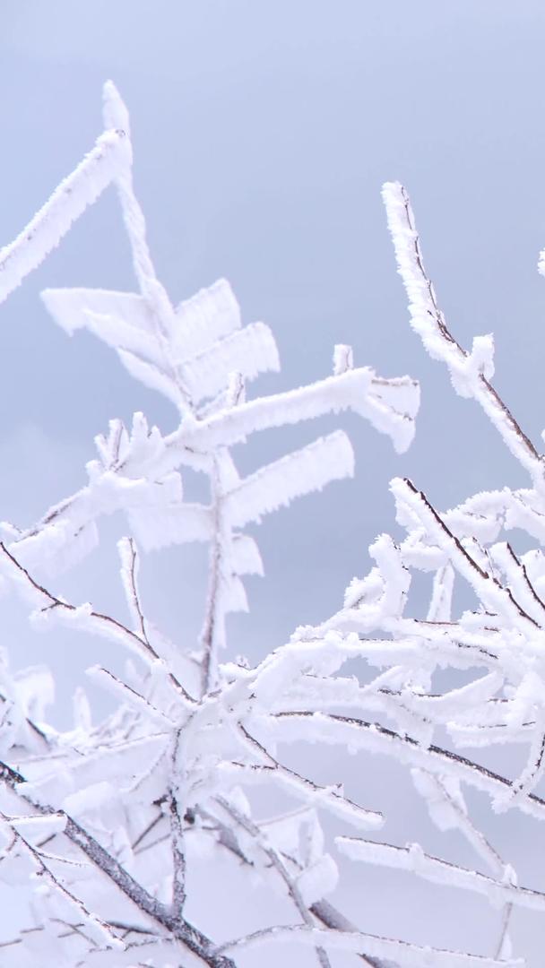 雪山雾凇树枝上的美景视频的预览图
