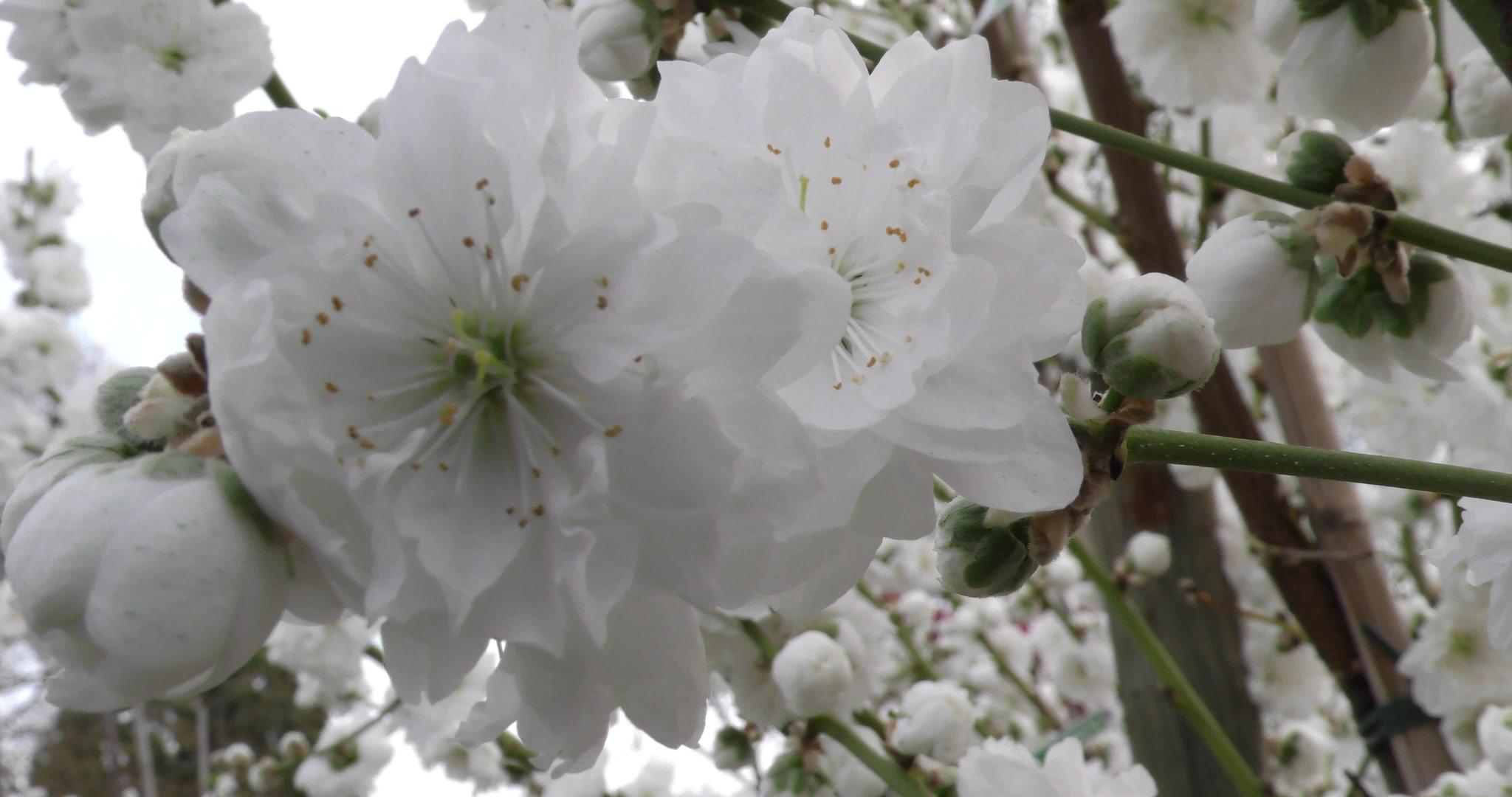 Prunuspersica春花在树枝上特写4K视频的预览图
