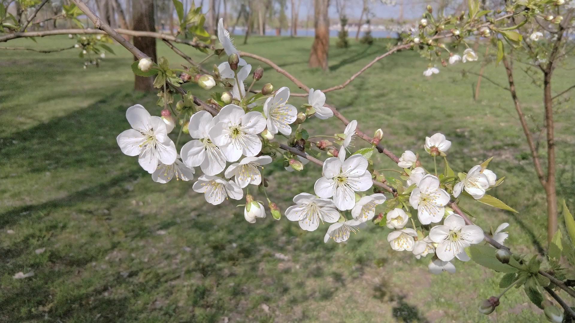 河边公园附近的野樱桃视频的预览图
