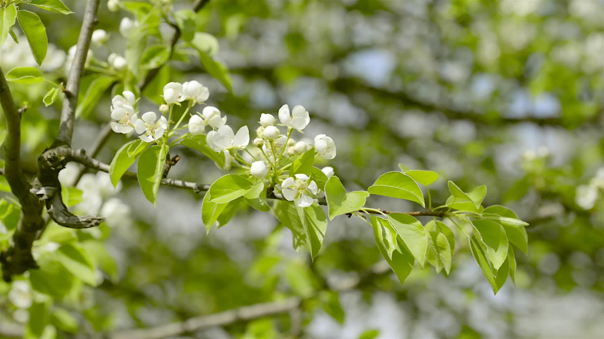 美丽的梨树花视频的预览图