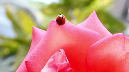 女士虫挂在玫瑰上视频的预览图