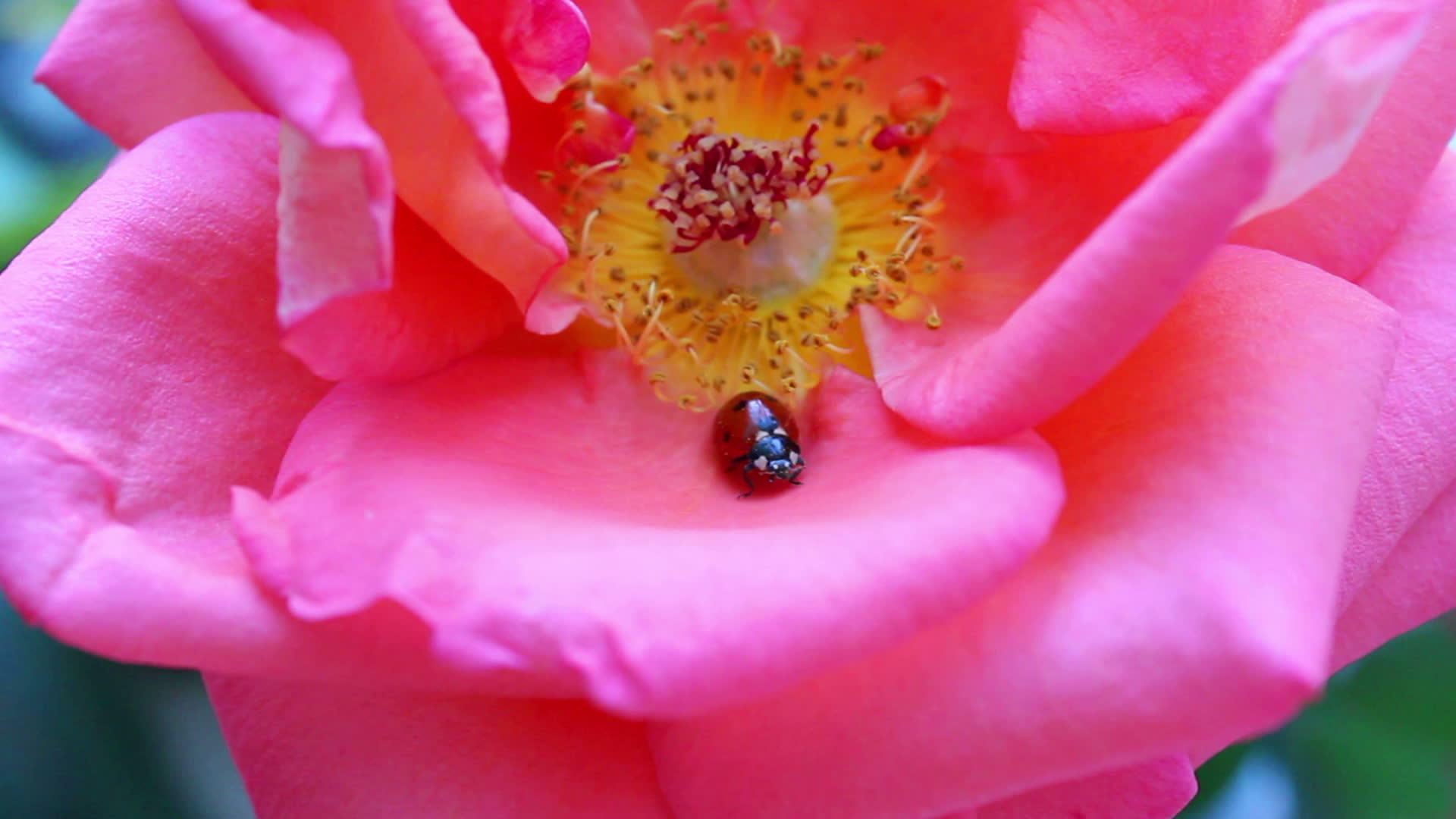 女士虫挂在玫瑰上视频的预览图