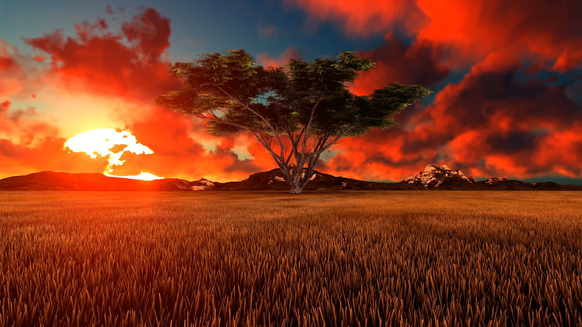 African日出时间倒塌前景中的卡卡西亚树视频的预览图