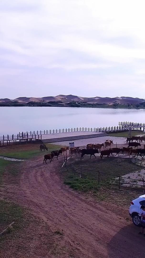 湖边养牛场航拍视频的预览图