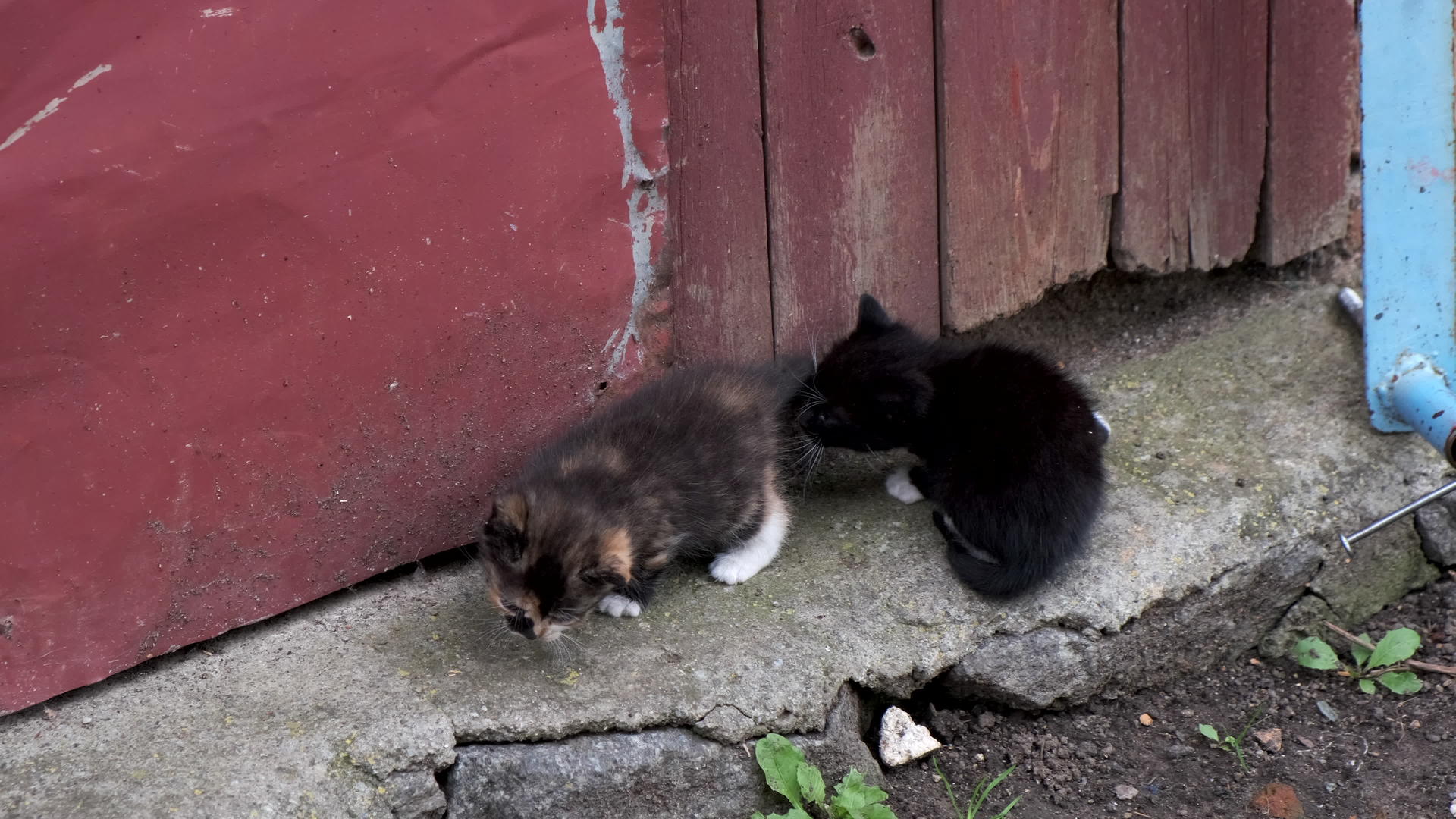 两只无家可归的小猫在外面玩耍视频的预览图