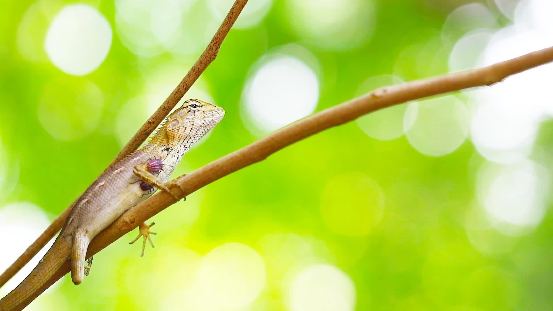 树上的蜥蜴和夏天模糊的花园背景视频的预览图