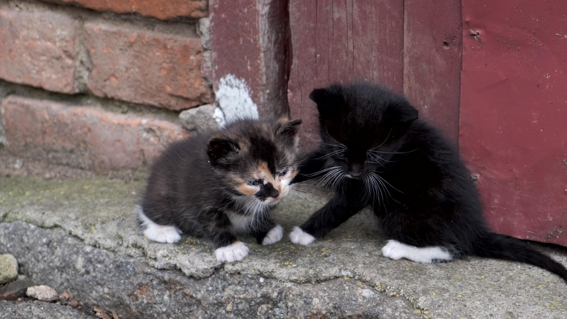 两只无家可归的小猫在外面玩特技表演视频的预览图