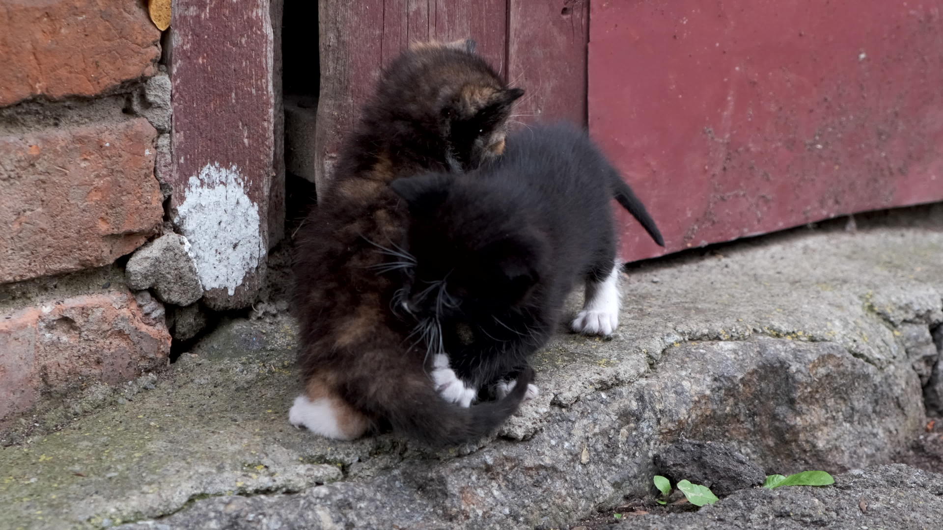 两只无家可归的小猫在外面特写视频的预览图