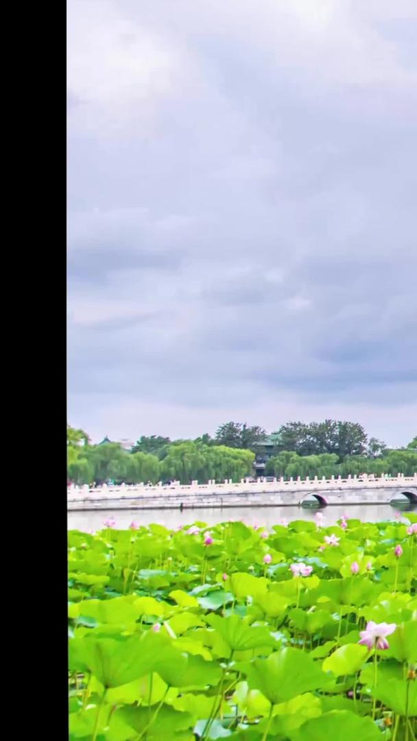 北京北海公园公园夕阳下荷花池视频的预览图