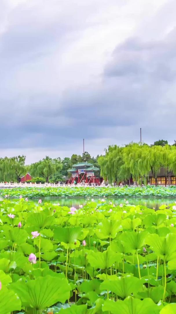 北京北海公园公园夕阳下荷花池视频的预览图