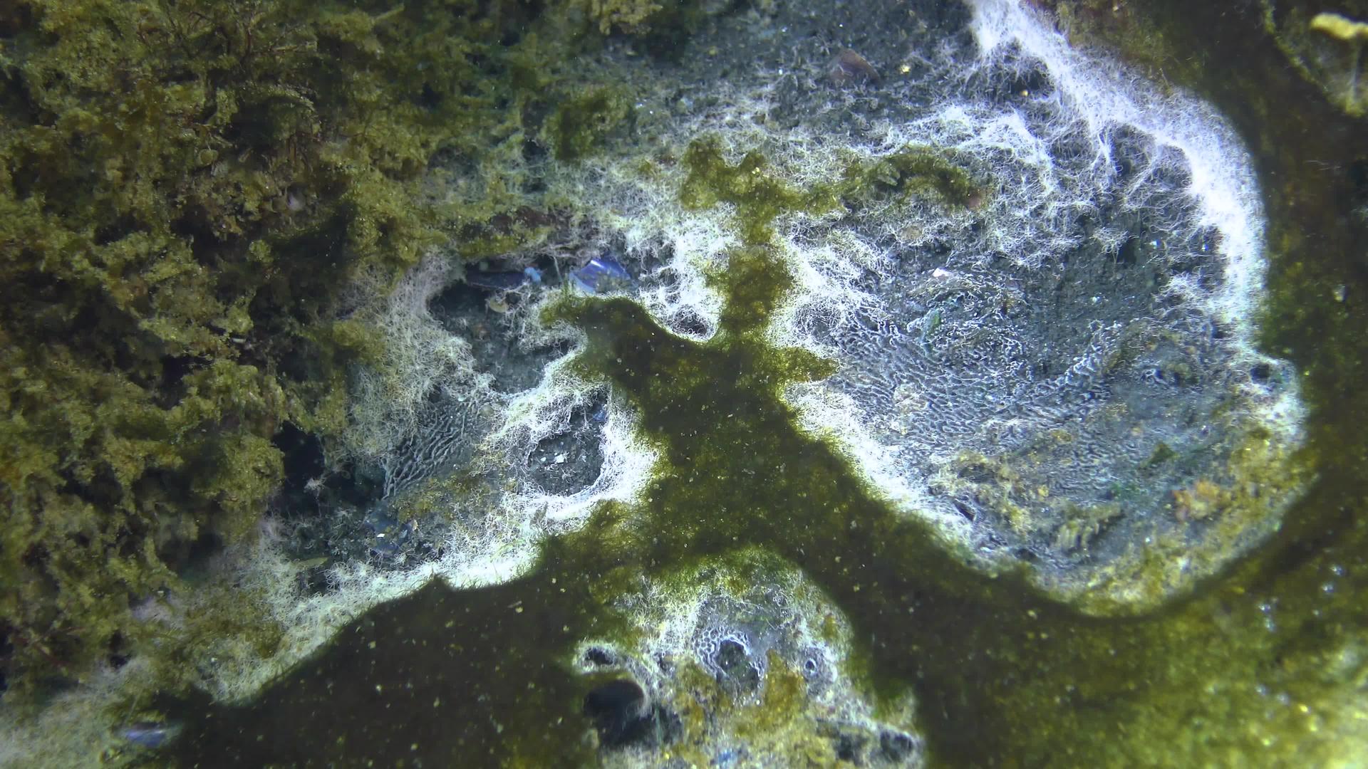 海洋生态污染表面的海洋真菌视频的预览图