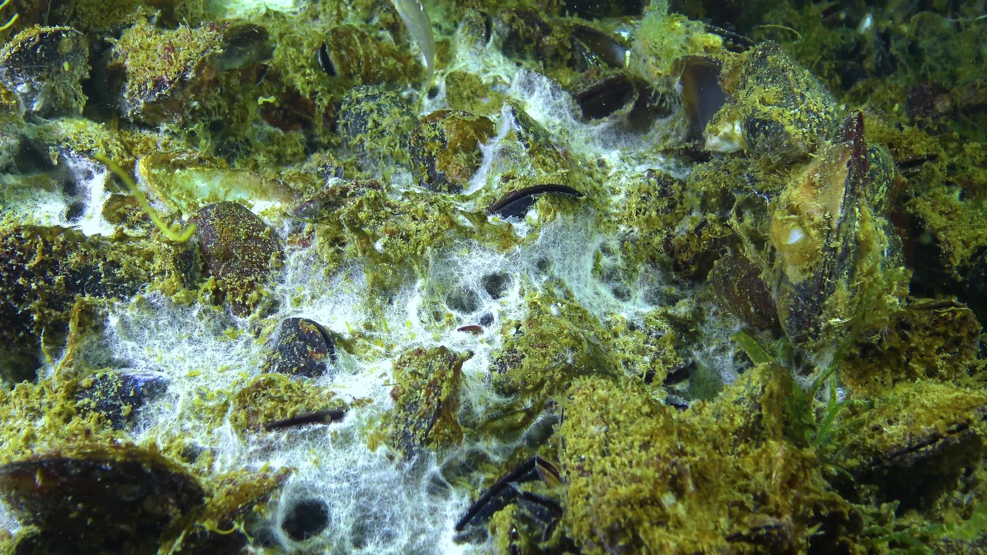海滩黑海生态污染表面的海洋真菌视频的预览图
