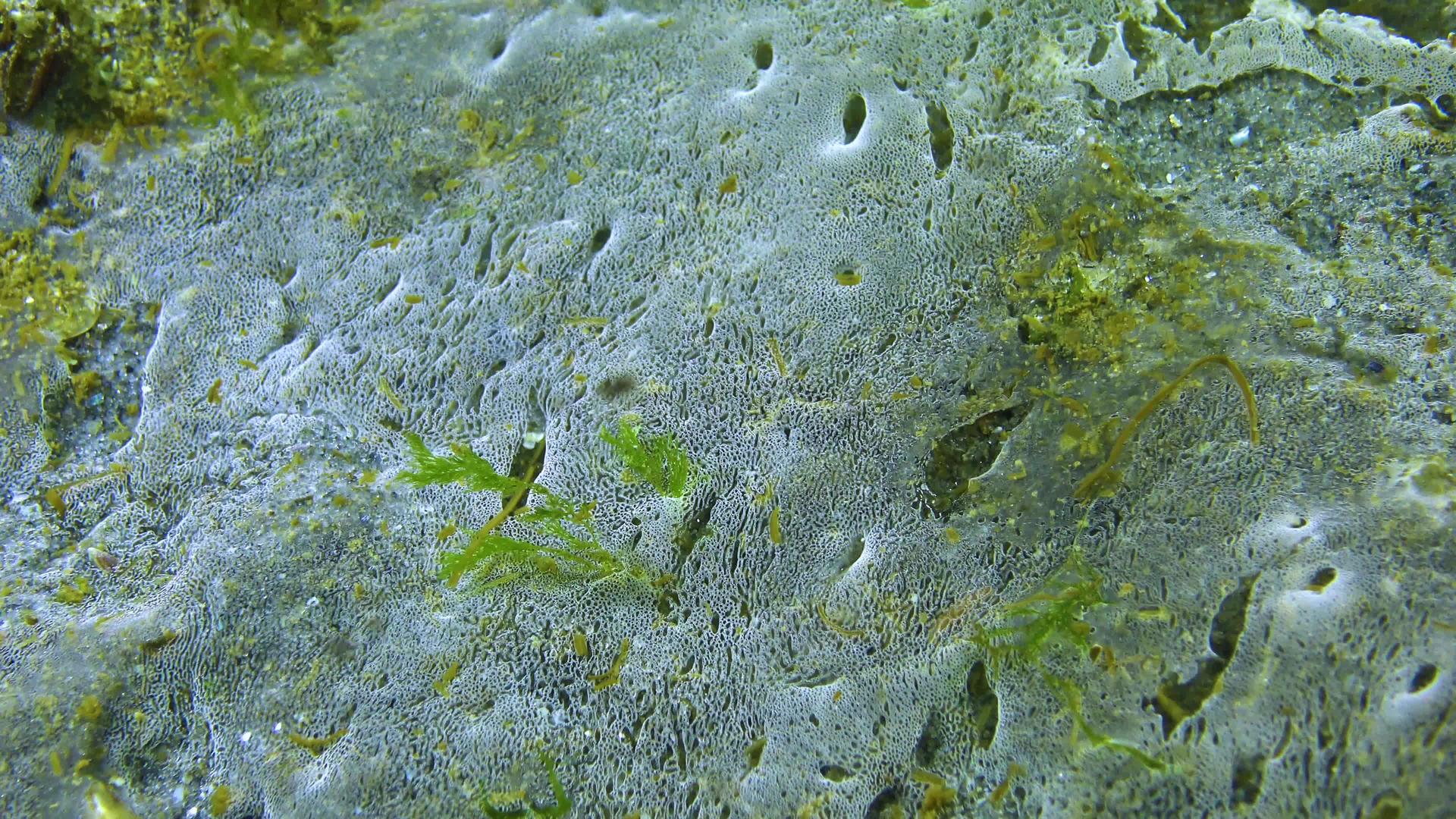 海滩黑海生态污染表面的海洋真菌视频的预览图
