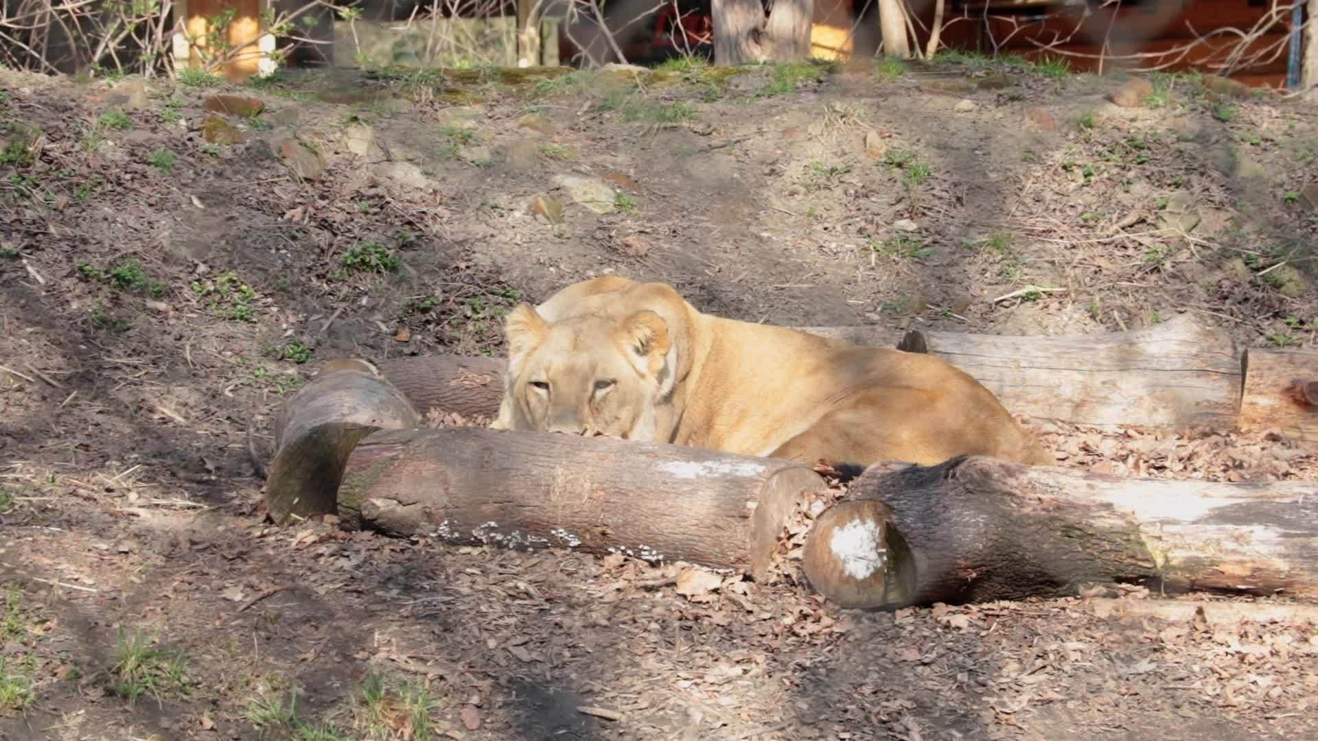 母狮静静地躺在地上呼吸着睡着了视频的预览图