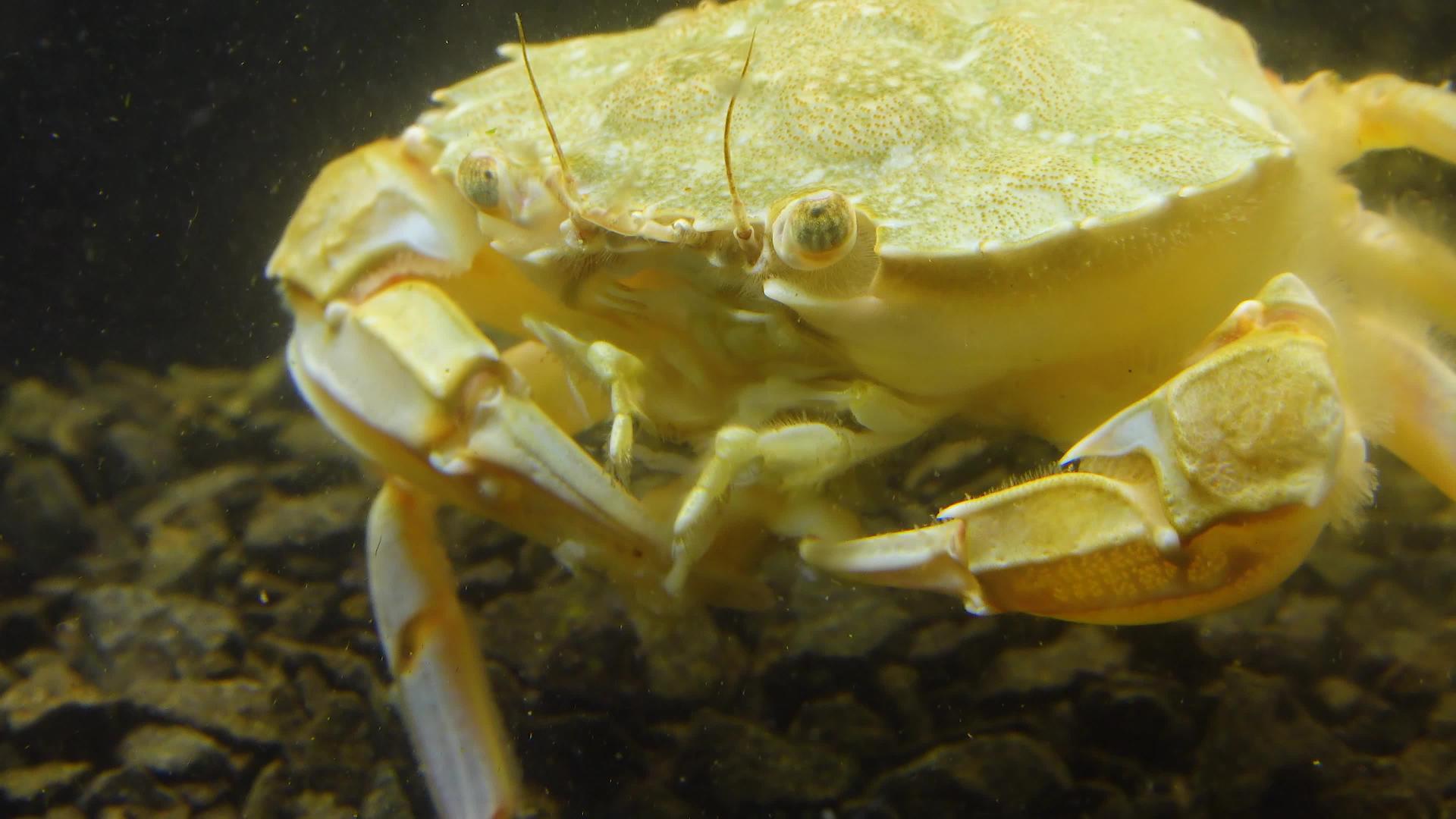 黑海吃贝壳肉游泳蟹马克罗皮普斯视频的预览图