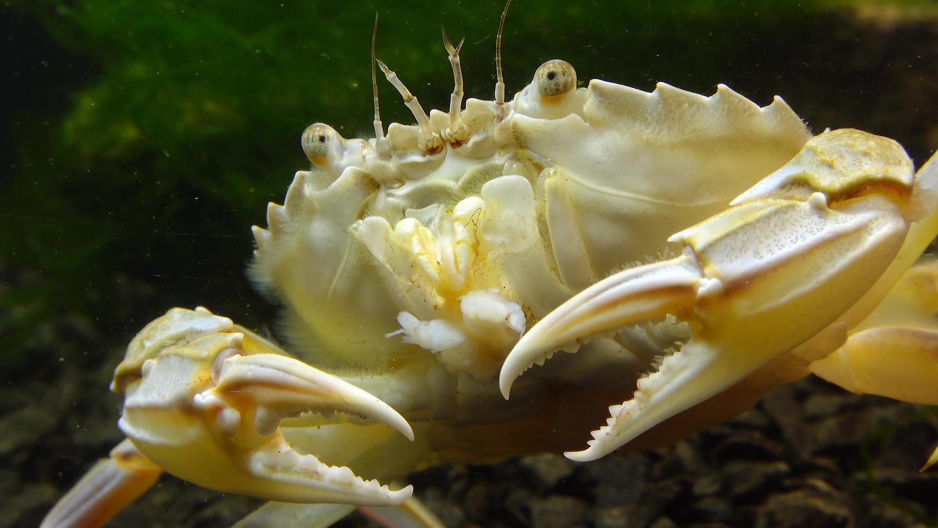 黑海吃贝壳肉游泳蟹马克罗皮普斯视频的预览图