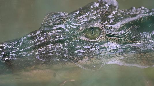 河口鳄鱼的眼睛视频的预览图