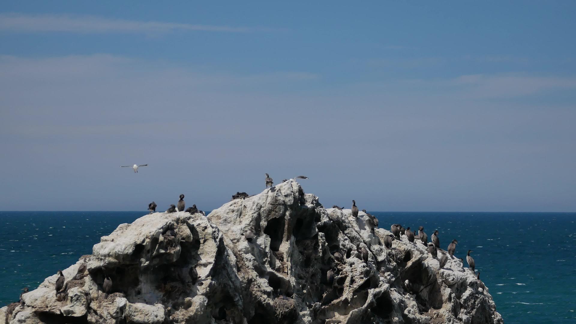 新西兰南部岛屿Kaikoura岩石上结肠鸟视频的预览图