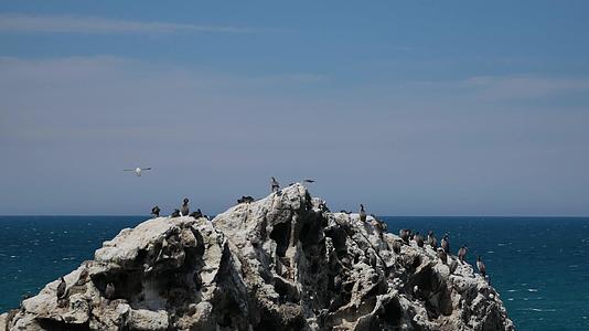 新西兰南部岛屿Kaikoura岩石上结肠鸟视频的预览图