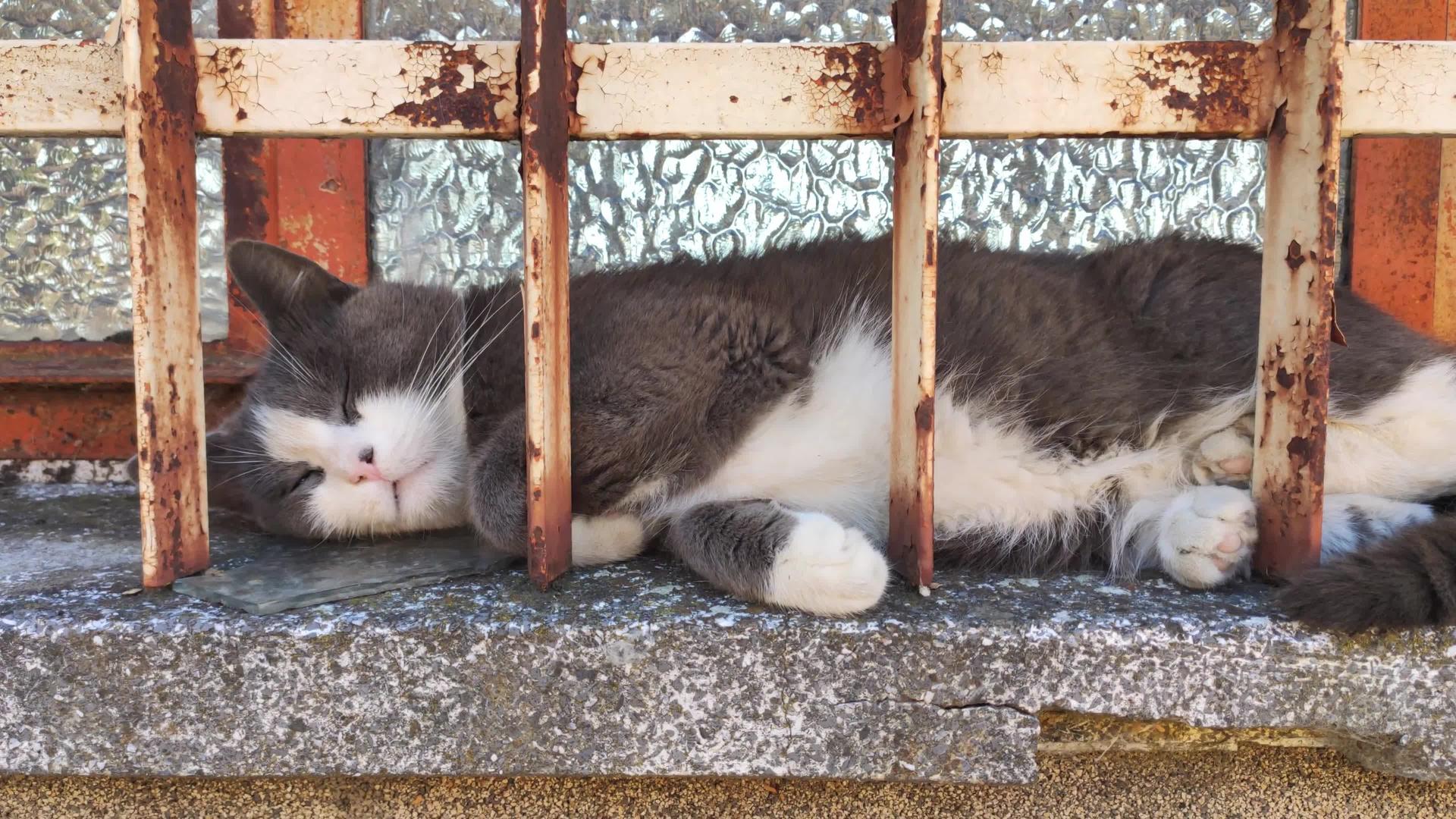 猫睡在窗户2上视频的预览图