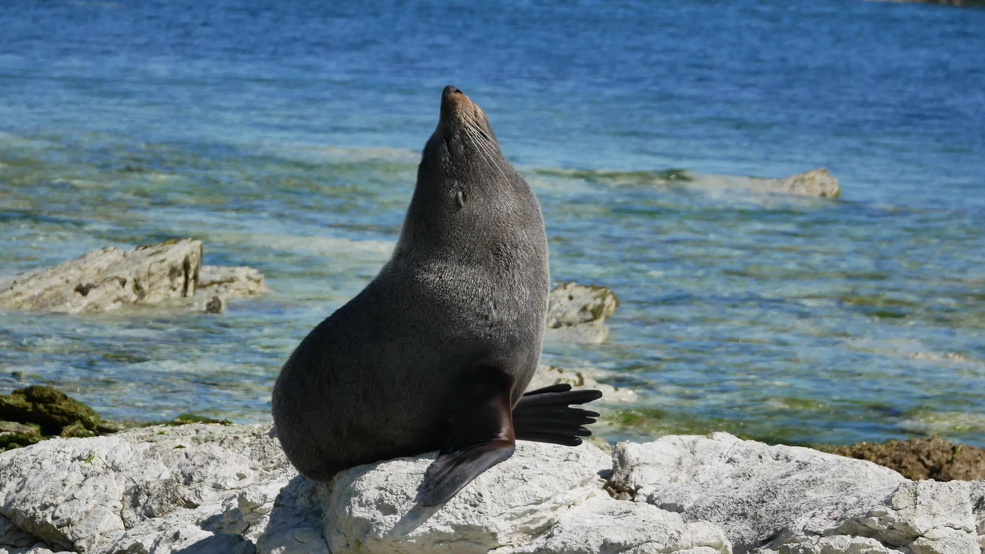 新西兰南部岛屿Kaikoura毛海豹在岩石上视频的预览图