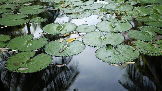 绿色的睡莲从上面漂浮在平静的池塘里叶子漂浮在平静的池塘里视频的预览图
