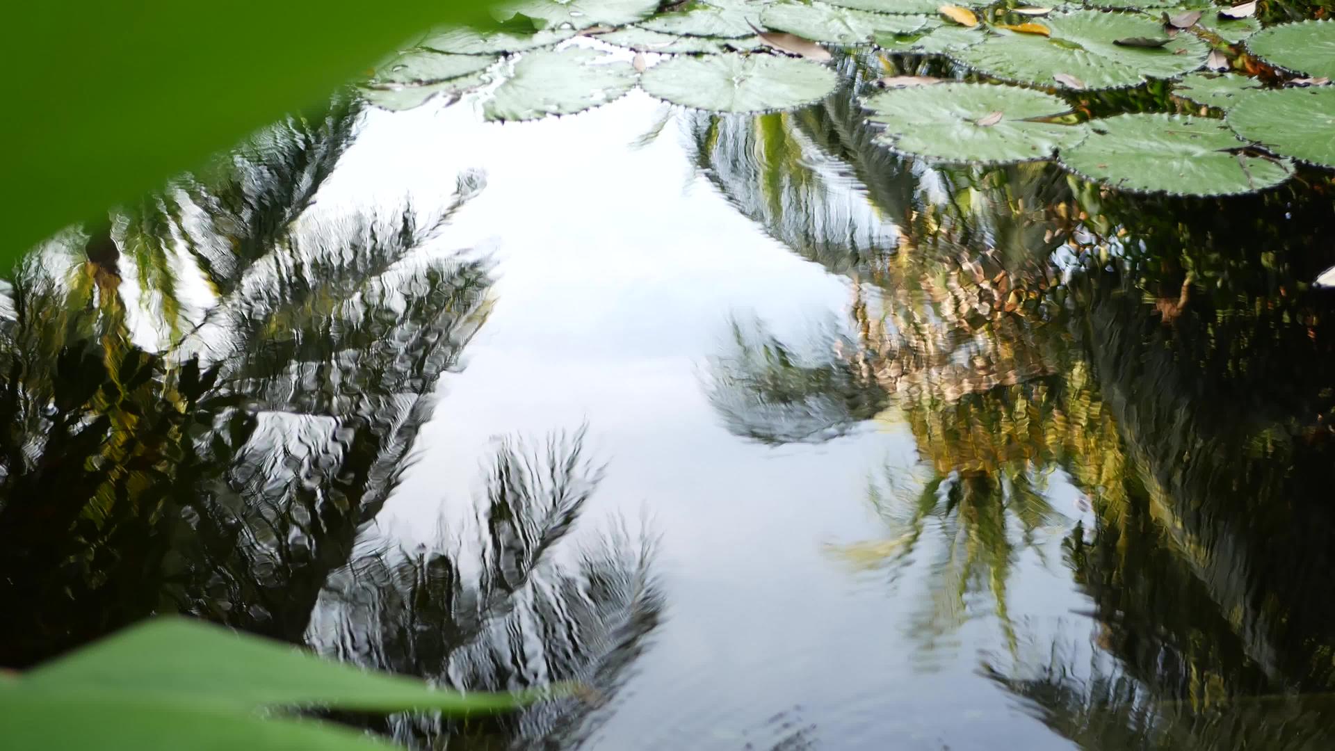 绿色的睡莲从上面漂浮在平静的池塘里叶子漂浮在平静的池塘里视频的预览图
