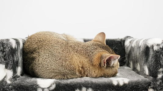 灰白纯种小猫cottish笔直的辣椒躺在白色的背景下视频的预览图